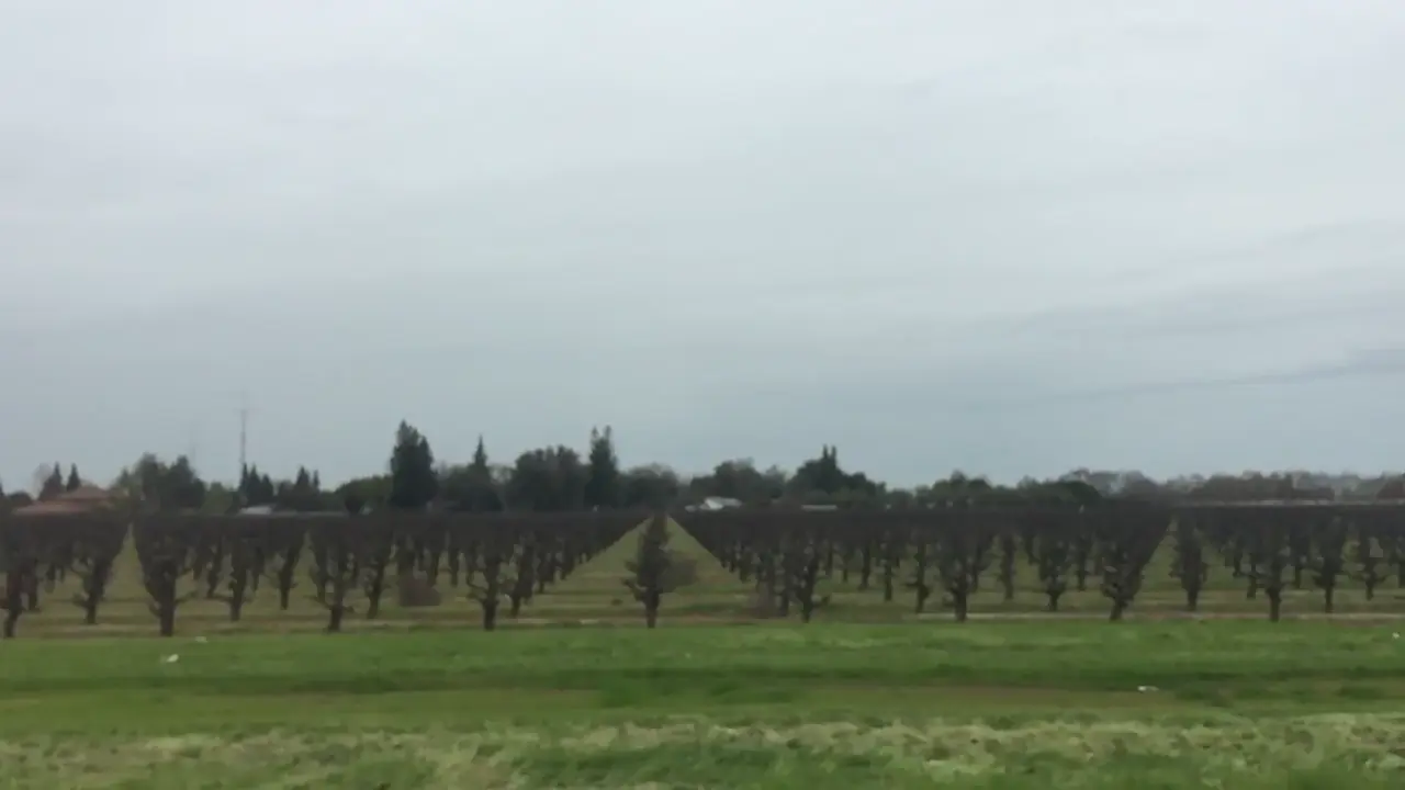 Driving past vineyards